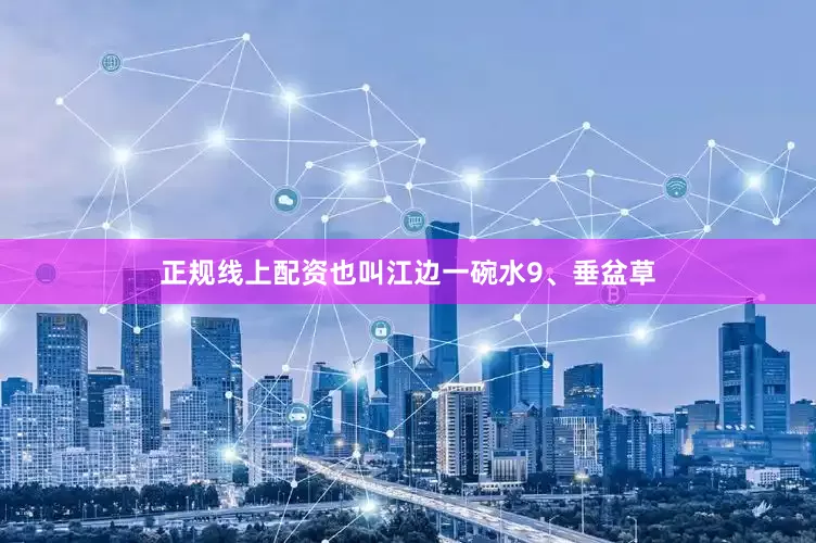 正规线上配资也叫江边一碗水9、垂盆草